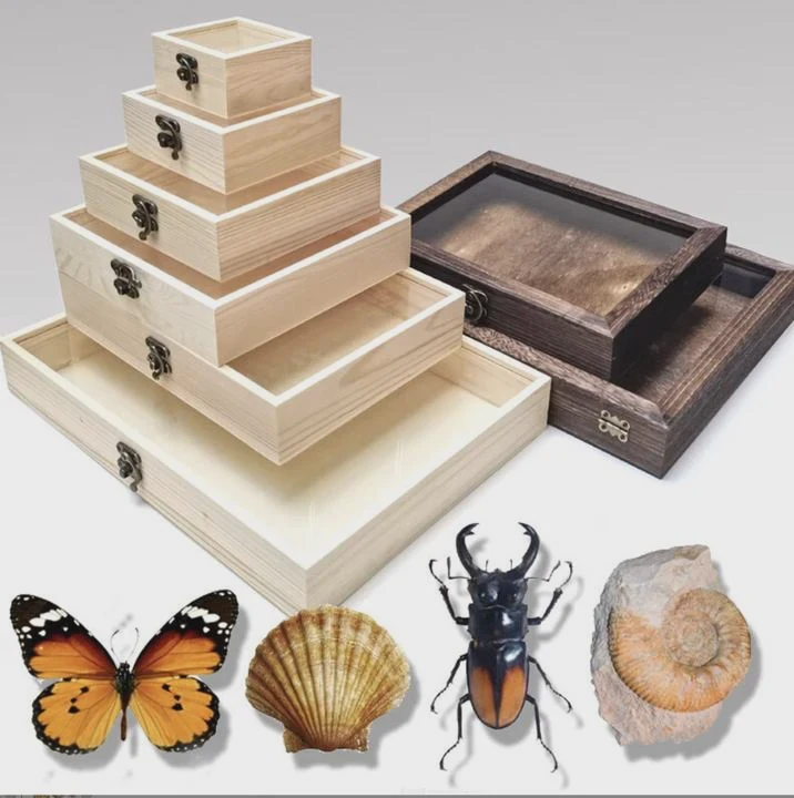 Wooden Insect Display Case With Clear Lid